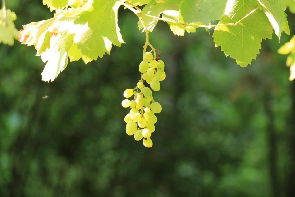Domaine Du Moulin Hotell Saint-Laurent-des-Arbres Eksteriør bilde